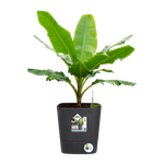 greensense aqua care vierkant 30cm houtskoolgrijs